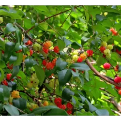 Vienažiedė eugenija - Eugenia uniflora