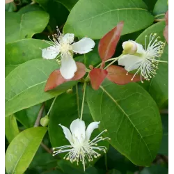 Vienažiedė eugenija - Eugenia uniflora