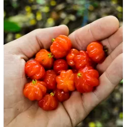 Vienažiedė eugenija - Eugenia uniflora