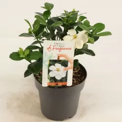 Gardenija - Gardenia jasminoides 13Ø 30cm