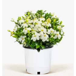 Gardenija - Gardenia jasminoides 13Ø 30cm