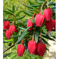 Čilės žibintų medis - Crinodendron hookerianum