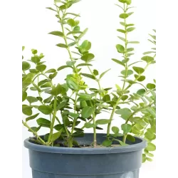 Stambiažiedė karisa - Carrisa grandiflora