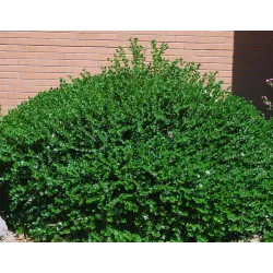 Stambiažiedė karisa - Carrisa grandiflora