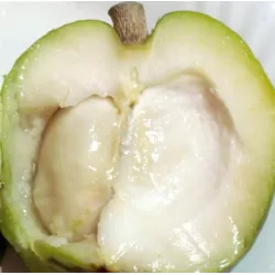 Baltoji sapotė - Casimiroa edulis