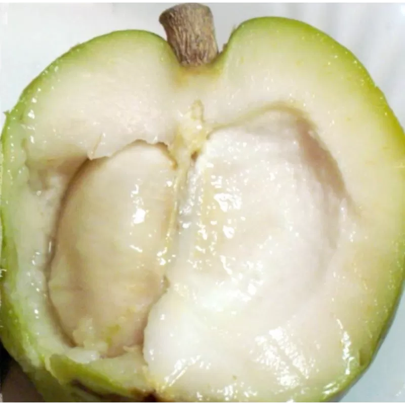 Baltoji sapotė - Casimiroa edulis