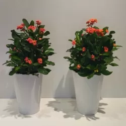 Euphorbia millii VULCANUS