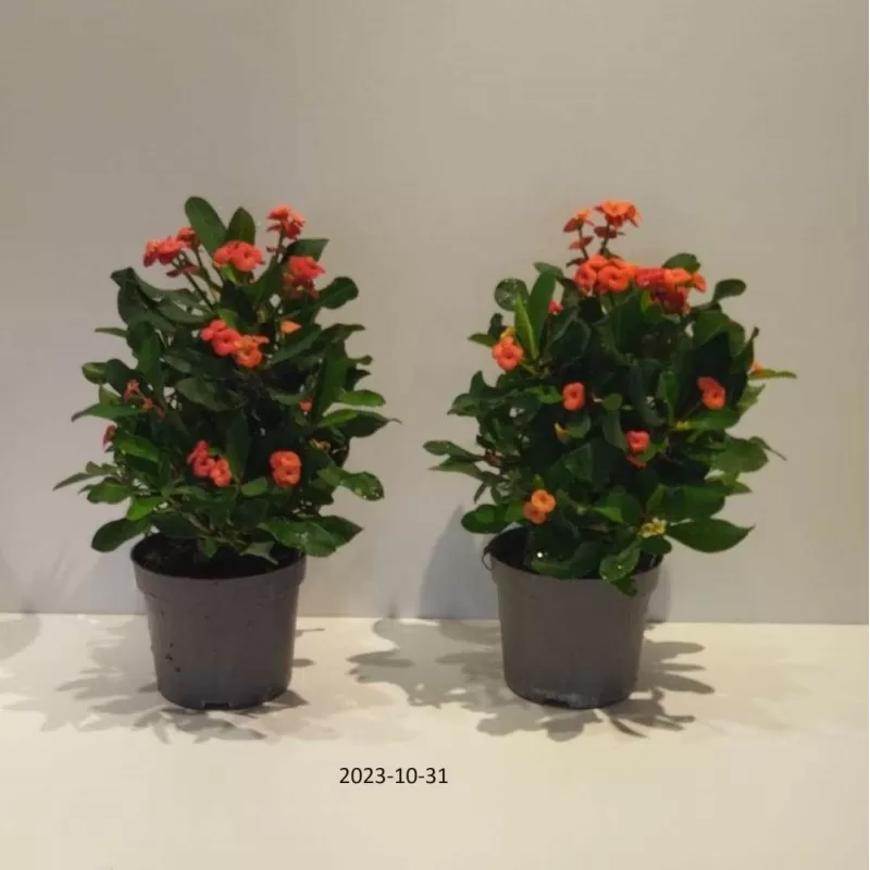 Euphorbia millii VULCANUS