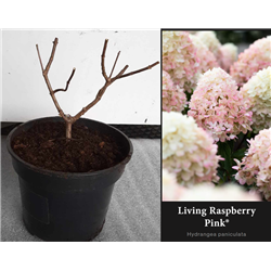 Hydrangea paniculata Living RASPBERRY PINK