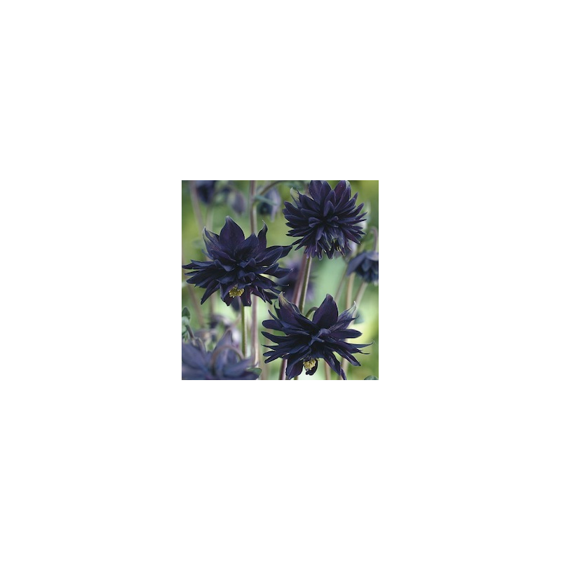 Aquilegia vulgaris plena Black Barlow P15