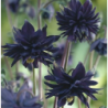 Aquilegia vulgaris plena Black Barlow P15