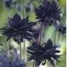 Aquilegia vulgaris plena Black Barlow P15
