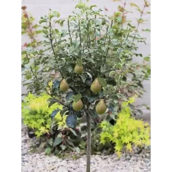 Kriaušė (nykštukinė) - Pyrus communis (patio) LOUISA