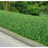 Paprastasis ligustras - Ligustrum vulgare