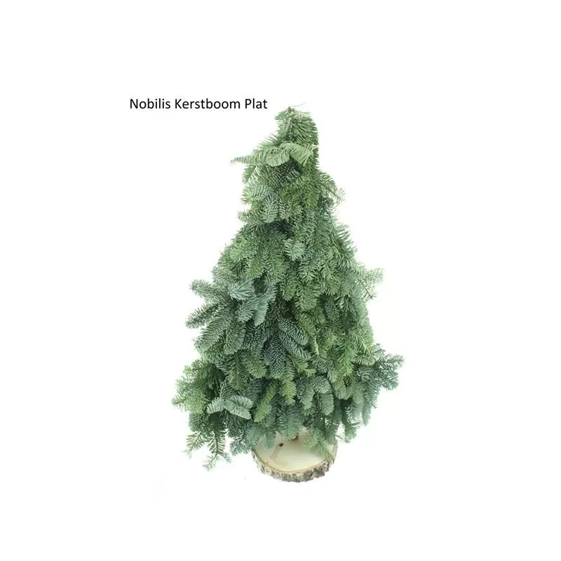 ABIES NOBILIS BLAUW (110707) 40 cm