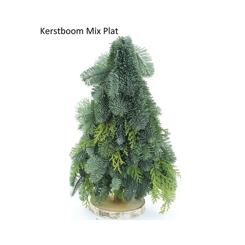 ABIES NOBILIS BLAUW  (110707) 50cm