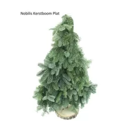 ABIES NOBILIS BLAUW (110707) 60 cm