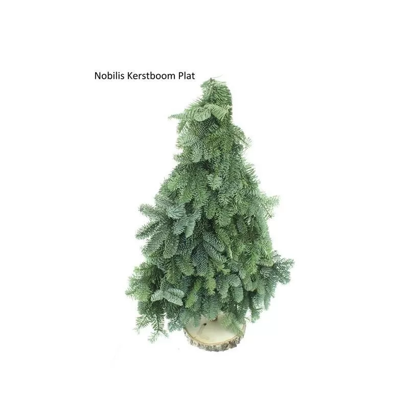 Eglutė iš kėnio šakų - ABIES NOBILIS BLAUW (110707) 60 cm