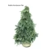 Eglutė iš kėnio šakų - ABIES NOBILIS BLAUW (110707) 60 cm