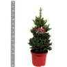 Kalėdų eglutė raudoname vazone - PICEA AB WILLS ZWERG (37819) 65cm