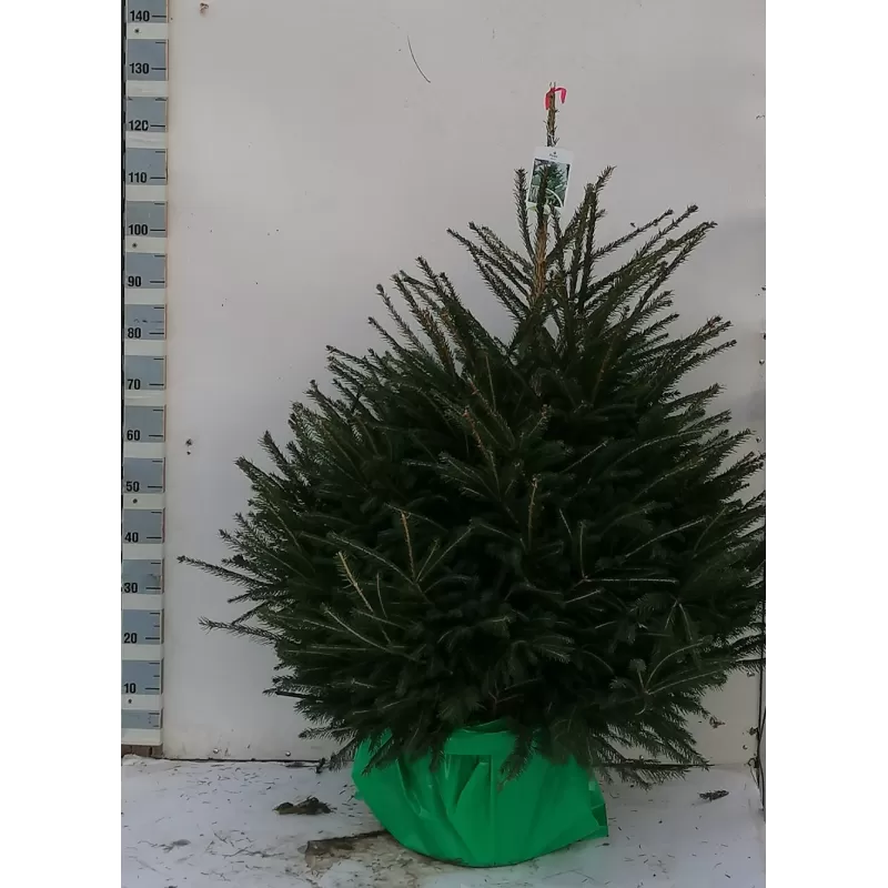 Kalėdų eglutė vazone - PICEA ABIES  (37771) P30 130CM