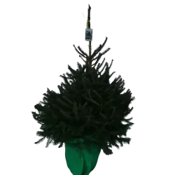 Kalėdų eglutė vazone - PICEA AB COMPACTA  (37780) P30 140CM