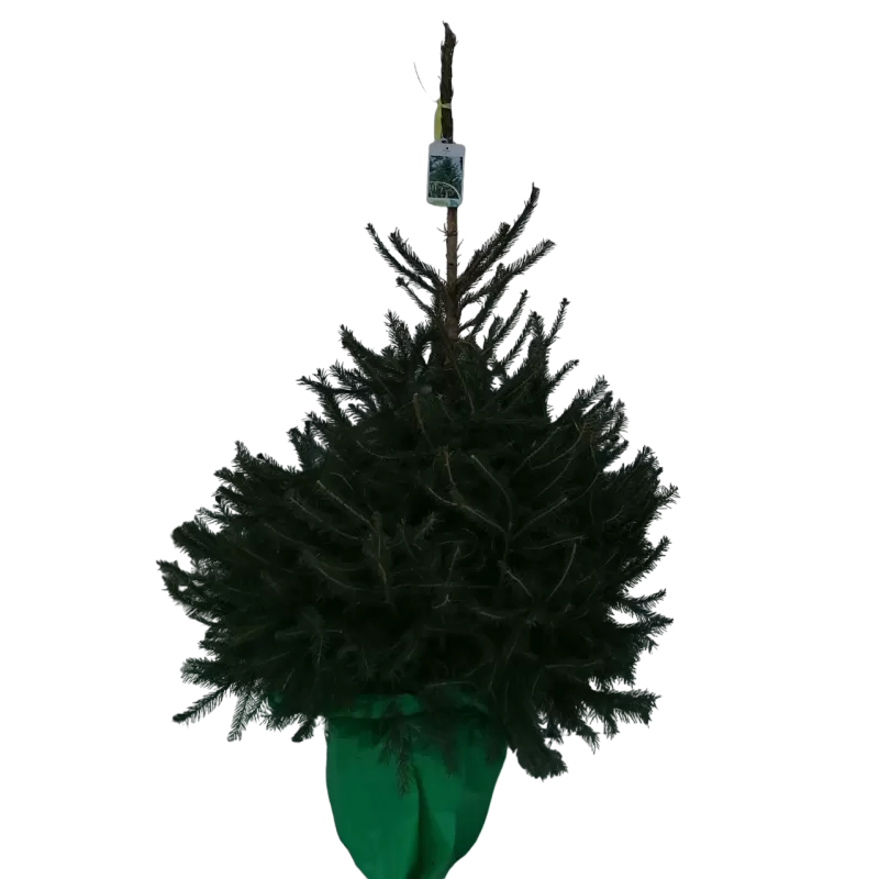 Kalėdų eglutė vazone - PICEA AB COMPACTA (37780) P30 140CM