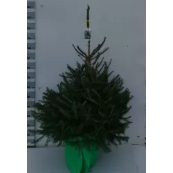 Kalėdų eglutė vazone - PICEA AB COMPACTA (37780) P30 140CM