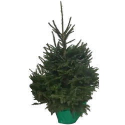 PICEA ABIES (37771) P30 150CM