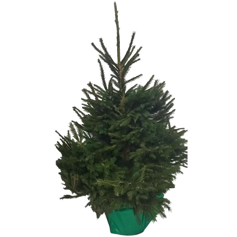 PICEA ABIES (37771) P30 150CM