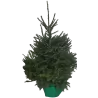 Kalėdų eglutė vazone - PICEA ABIES (37771) P30 150CM