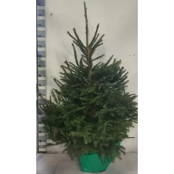 Kalėdų eglutė vazone - PICEA ABIES (37771) P30 150CM