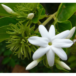 Egzotiniai augalai internetu