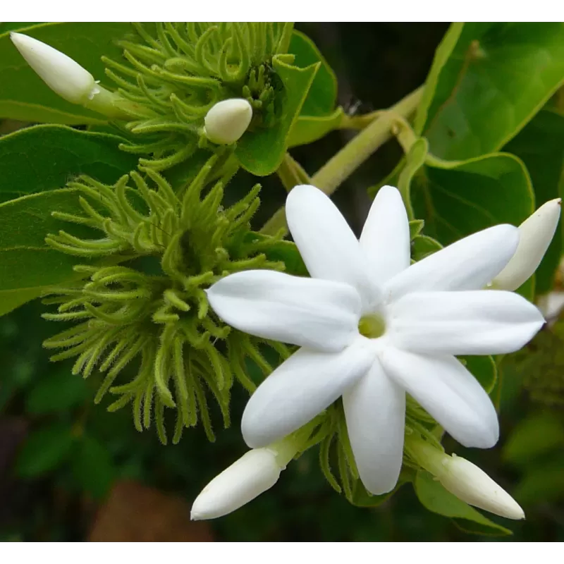 Egzotiniai augalai internetu