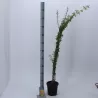 Winter Jasmine - Jasminum nudiflorum