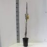 Pilkažiedis jazminaitis - Jasminum nudiflorum