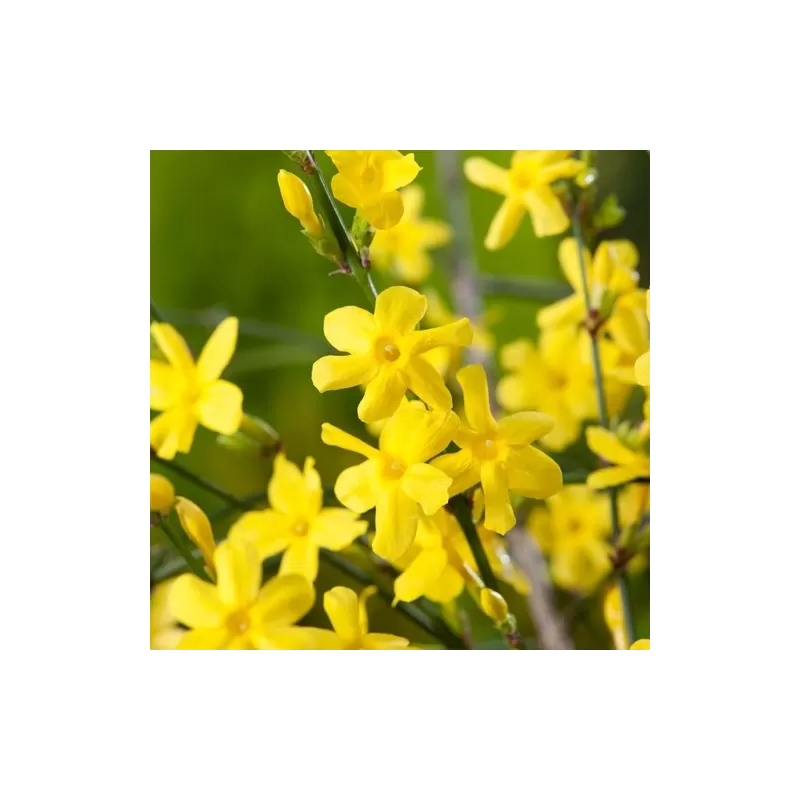 Pilkažiedis jazminaitis - Jasminum nudiflorum