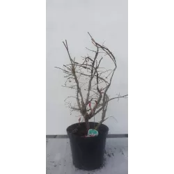 Sparnuotasis ožekšnis - Euonymus alatus BLADE RUNNER