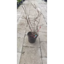 Sparnuotasis ožekšnis - Euonymus alatus BLADE RUNNER