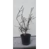 Sparnuotasis ožekšnis - Euonymus alatus BLADE RUNNER