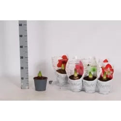 Meileniai - Hippeastrum mix (nemažiau 4 skirtingų)