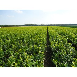 Užsisakyk augalus pavasariui jau dabar