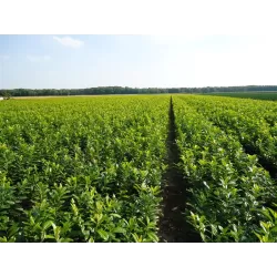 Užsisakyk augalus pavasariui jau dabar