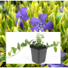 Mažoji žiemė - Vinca minor AUREOVARIEGATA