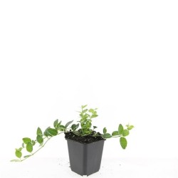 Vinca minor AUREOVARIEGATA