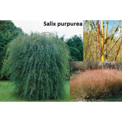 Purpurinis karklas - Salix purpurea P11x11x21/C2 45CM / GR...