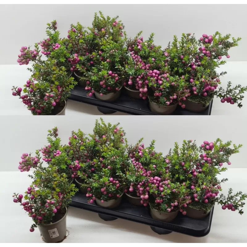 Gaultheria mucronata (pernettya) PINK