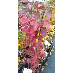 Columnar crab apple tree - Malus domestica MAYPOLE
