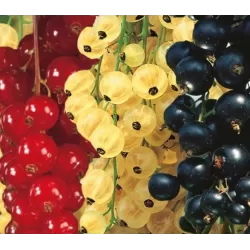 TRIO serbentai - Ribes nigrum, rubrum, glandulosum (sativum)