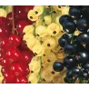 TRIO serbentai - Ribes nigrum, rubrum, glandulosum (sativum)
